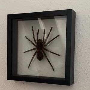 Preserved tarantula